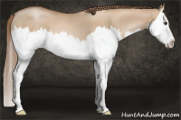 Horse Color:Grullo Pearl Sabino Splash 