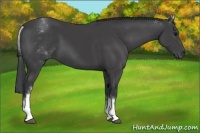 Horse Color:White Spotted Black