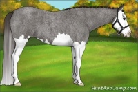 Horse Color:Smoky Blue Roan Splash 
