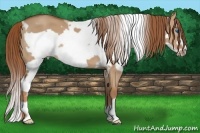 Horse Color:White Spotted Red Dun Frame