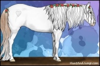 Horse Color:Red Dun Splash Appaloosa