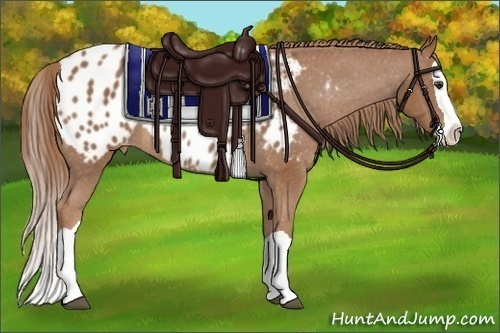 Horse Color: Chestnut Splash Blanket Rabicano 