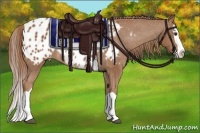 Horse Color:Chestnut Splash Appaloosa Rabicano 