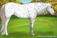 Horse Color:Smoky Black Appaloosa 