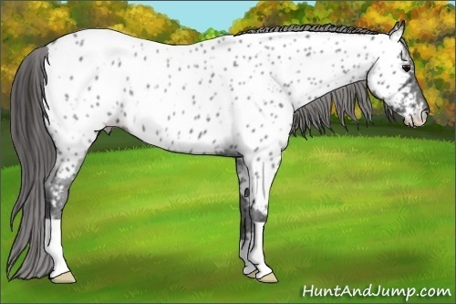 Horse Color:Blue Roan Near Leopard 