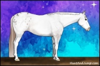 Horse Color:White Spotted Buckskin Appaloosa 
