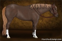 Horse Color:Liver Chestnut 