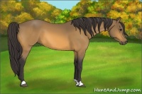 Horse Color:Buckskin 