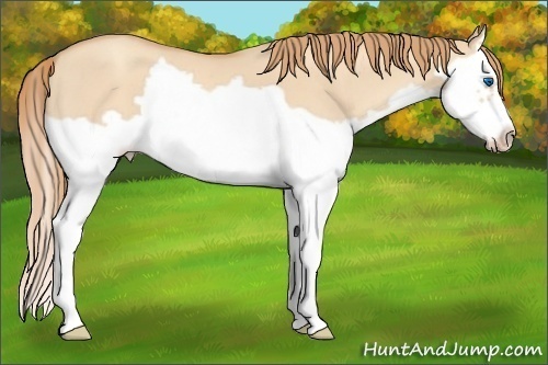 Horse Color: Gold Champagne Roan Dun Splash Frame 