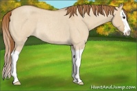 Horse Color:Red Dun Roan Splash Rabicano 