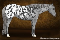 Horse Color:Black Near Leopard 