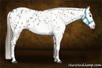 Horse Color:Grullo Sabino Near Leopard 
