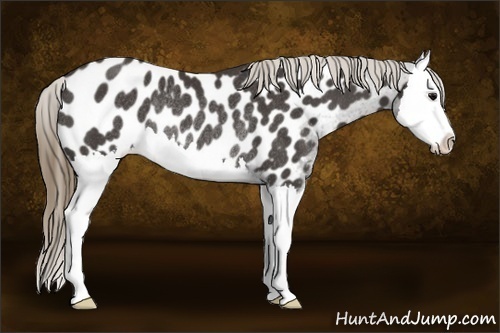 Horse Color:Smoky Black Splash Near Leopard Rabicano