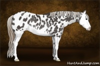 Horse Color:Smoky Black Splash Near Leopard Rabicano