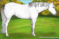 Horse Color:Gray White Spotted Black Splash Tobiano 