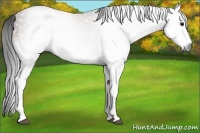 Horse Color:Gray White Spotted Bay Sabino 