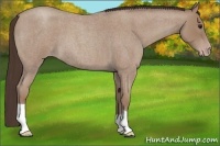 Horse Color:Classic Champagne Roan 
