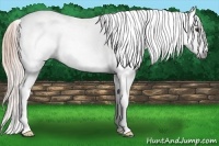 Horse Color:Gray White Spotted Chestnut Splash Tobiano Frame 