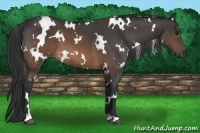 Horse Color:White Spotted Brown 