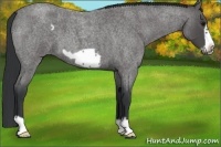 Horse Color:Blue Roan Frame 