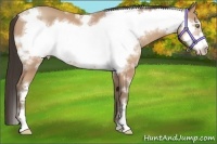 Horse Color:White Spotted Amber Champagne Frame 