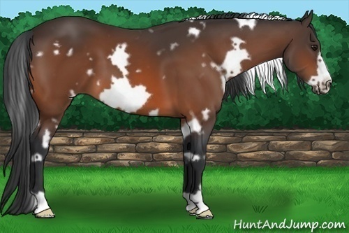 Horse Color: White Spotted Bay Frame 