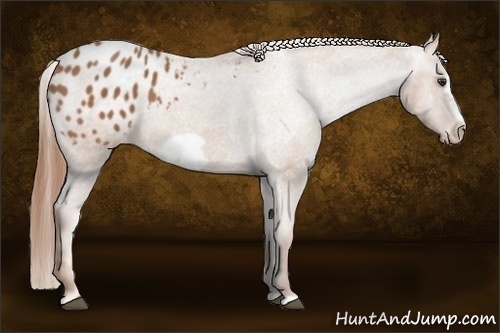 Horse Color:Chestnut Frame Appaloosa 