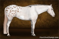 Horse Color:Chestnut Frame Appaloosa 