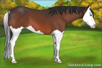 Horse Color:Bay Splash 