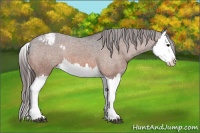 Horse Color:Bay Splash Snowcap 