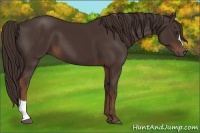 Horse Color:Liver Chestnut 