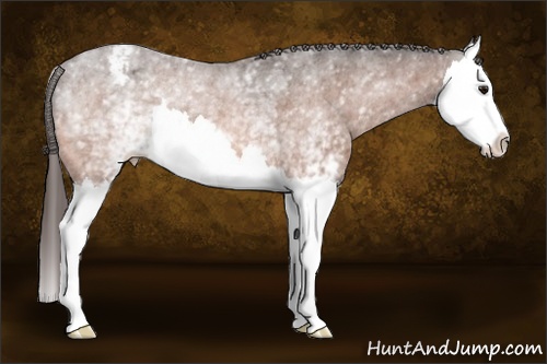 Horse Color:White Spotted Bay Splash Appaloosa Rabicano