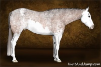 Horse Color:White Spotted Bay Splash Appaloosa Rabicano 