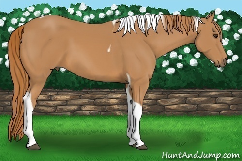 Horse Color: Chestnut Tobiano 