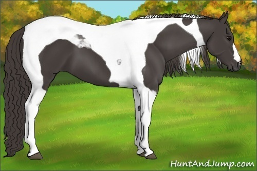 Horse Color: Smoky Black Tobiano 