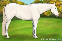 Horse Color:Perlino Dun Tobiano 