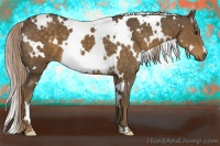Horse Color:White Spotted Chocolate Palomino