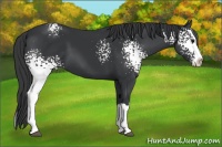 Horse Color:White Spotted Black Sabino Splash