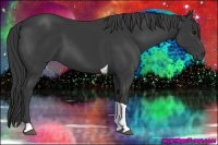 Horse Color:Black Tobiano