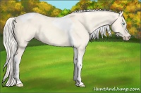 Horse Color:Cremello Dun Tobiano 