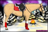 Horse Color:Palomino