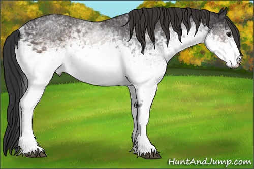 Horse Color: White Spotted Brown 