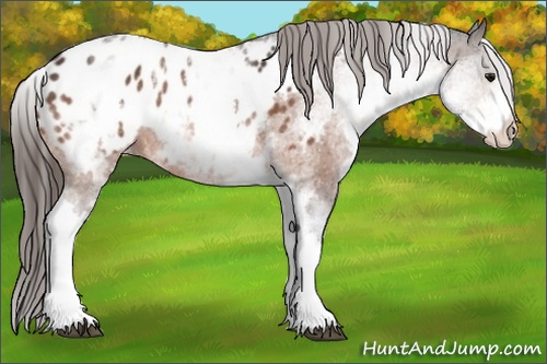 Horse Color: White Spotted Brown Blanket 