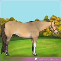 Horse Color:Buckskin Dun Tobiano