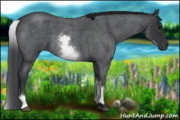 Horse Color:White Spotted Blue Roan 