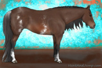 Horse Color:White Spotted Bay 