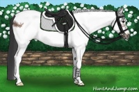 Horse Color:White Spotted Bay Frame Rabicano