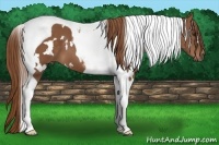 Horse Color:White Spotted Chestnut Tobiano 