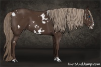Horse Color:White Spotted Liver Chestnut Frame