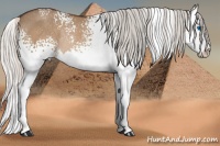 Horse Color:White Spotted Silver Brown Dun Splash Rabicano 